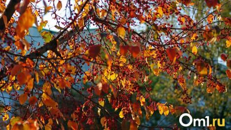Золотая осень вернётся: омичам назвали дату, когда отступит промозглая погода