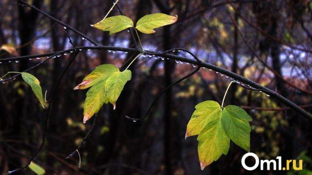 Ветер, дождь и мокрый снег: на Омскую область обрушится октябрьский шторм