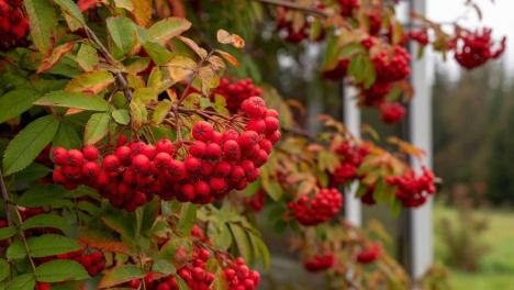 Шестидневная рабочая неделя ждёт новосибирцев в конце октября