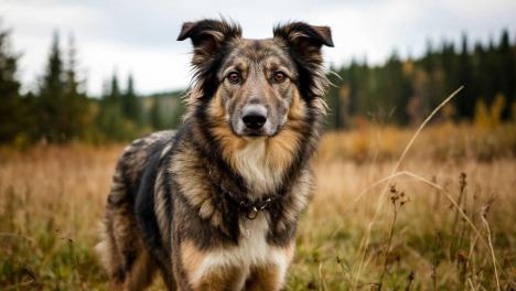 Подмосковные ветеринары дали советы хозяевам, взявшим животное с улицы