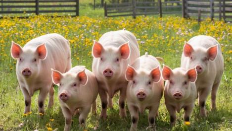 5 тысяч свиней и служебная тайна: изымают животных без объявления чумы в Новосибирске