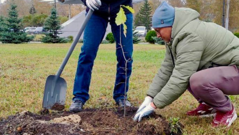 В Омске высадили новую дубовую аллею