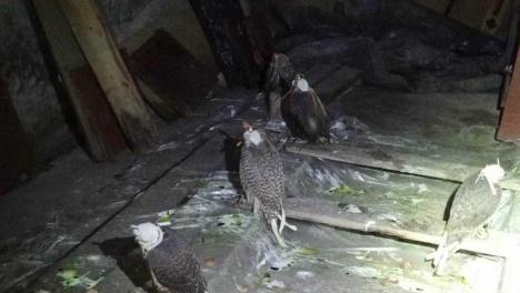 В Калачинске задержали преступных птичьих курьеров