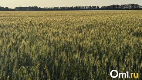 В Омской области официально отменили режим чрезвычайной ситуации