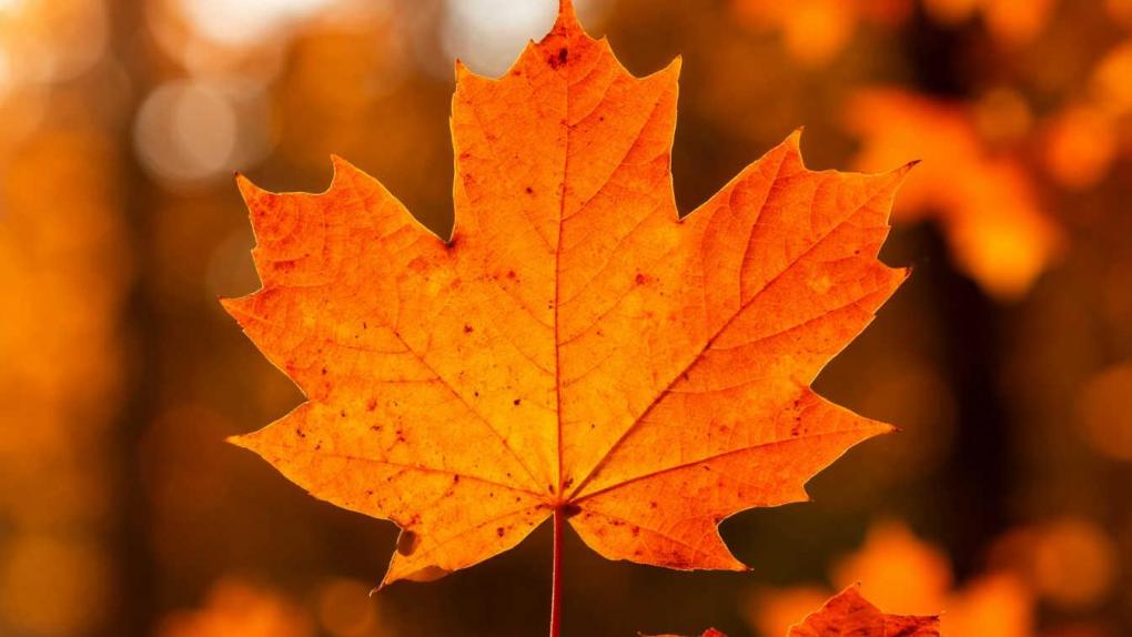 Москва в октябре: +14°C и туман вместо холодов