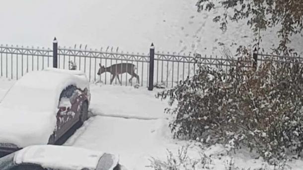 Косуля застряла в заборе в Новосибирске — спасатели пришли на помощь