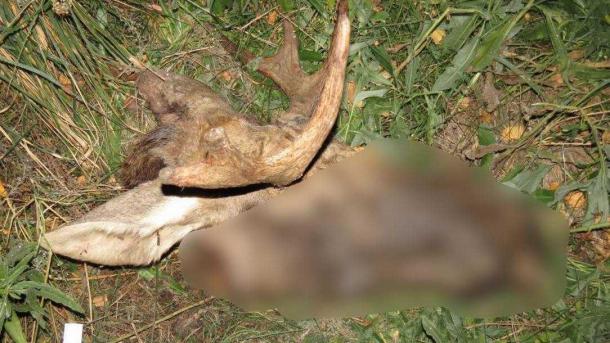 Омичи убили лося и выбросили мясо на свалку