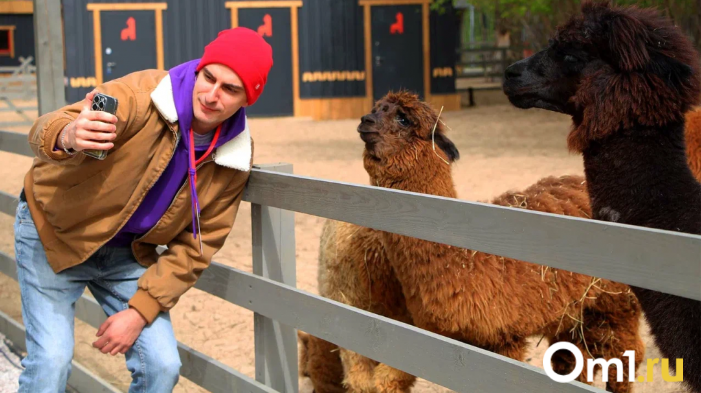 Пушистые и милые: в омском парке «Пача Мама» появились сразу два детёныша альпаки