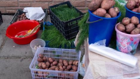 Картофель гниет, а тыквы растут: новосибирские аграрии рассказали об урожае и ценах