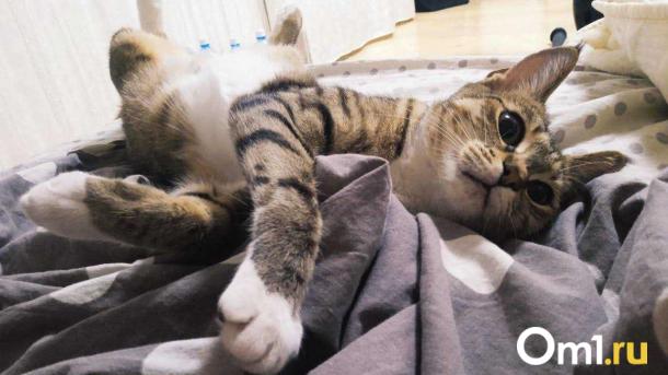 В Новосибирске продают кошку за 70 тысяч — чем она так особенна?