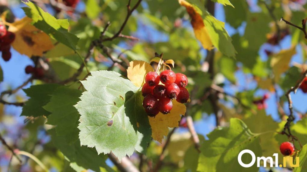 Омичей ждёт резкое потепление: когда уйдут морозы?