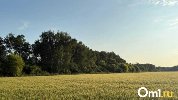 Районы Новосибирской области потеряют до трети урожая из-за снегопадов