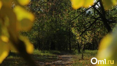 Почти даром: в Омской области сдают в аренду охотничьи угодья на 49 лет