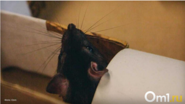 Двое живодеров, съевших белку в общежитии НГУ, успешно закончили ВУЗ