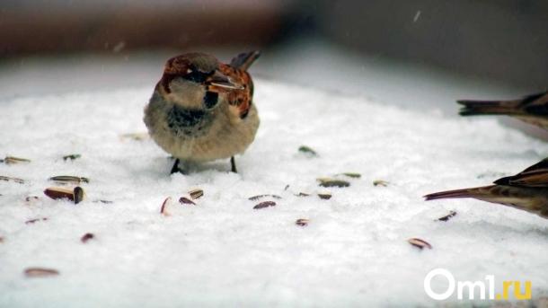 В Омске ожидается похолодание до -16: смотрим прогноз