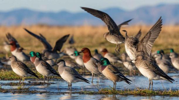 Мосин: как шум в лесу мешает перелетным птицам