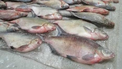 Опасную рыбу обнаружили в Новосибирске — 41 килограмм сняли с продажи