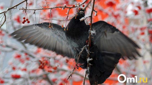 Зима на пороге: в Гидрометцентре напугали омичей жёсткой аномалией погоды