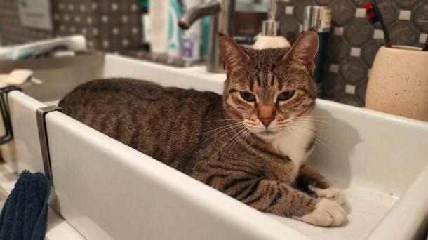 Эксперт рассказал новосибирцам: дешевые корма вызывают панкреатит у питомцев