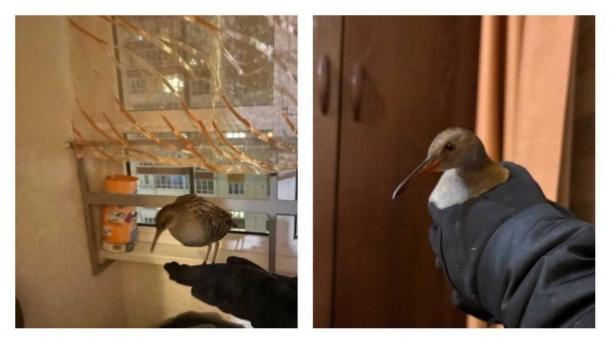 Барнаульцы спасли редкую птицу «пастушок» на Солнечной поляне