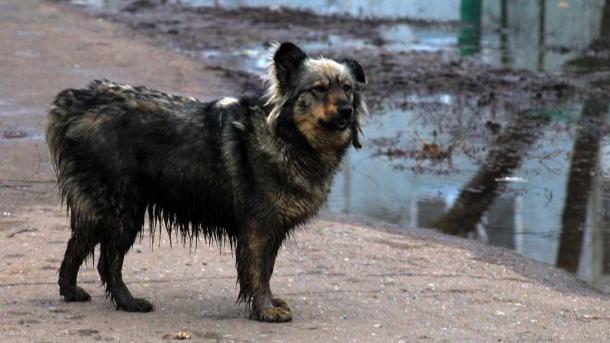 Адвокат рассказал новосибирцам, должен ли владелец собаки убирать мочу за своим питомцем