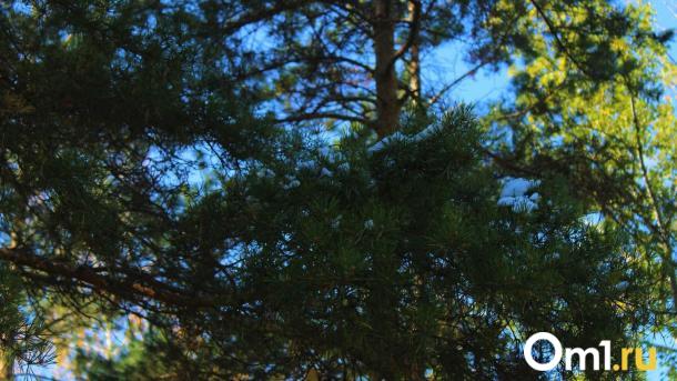 В омском геоглифе «ПОБЕДЕ – 80» сосны показали высокий уровень приживаемости