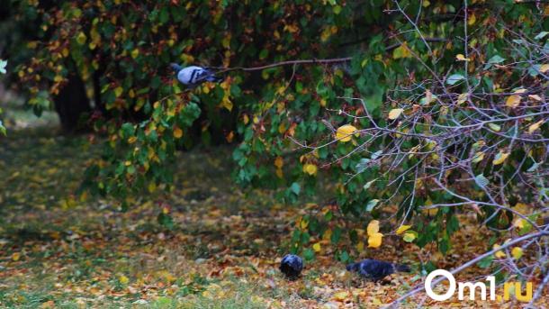 Туманы и тепло: синоптики дали прогноз погоды в Омске на новую неделю