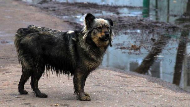 Новосибирские зоозащитники собрались на митинг против эвтаназии собак