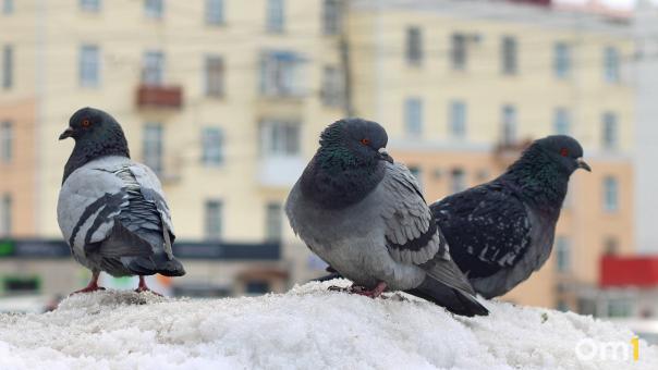 Голубей и конину пытались нелегально вывезти из Омской области