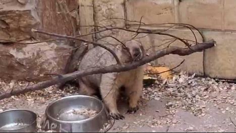 Сурок Пашка из Омского зоопарка начал стройку в своём вольере
