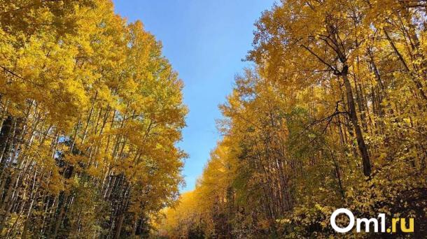 В омском парке 30-летия ВЛКСМ прокомментировали снос аварийных деревьев