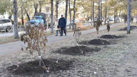 Омичам рассказали, где высадят сотню рябин в городе