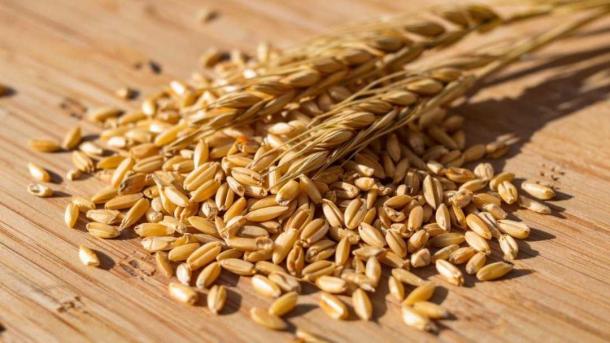 Аграрии Новосибирской области собрали 2,9 млн тонн зерна в октябре 2025 года