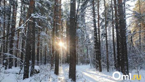 В Новосибирской области разрешили отстрел пяти бобров и одной лисицы