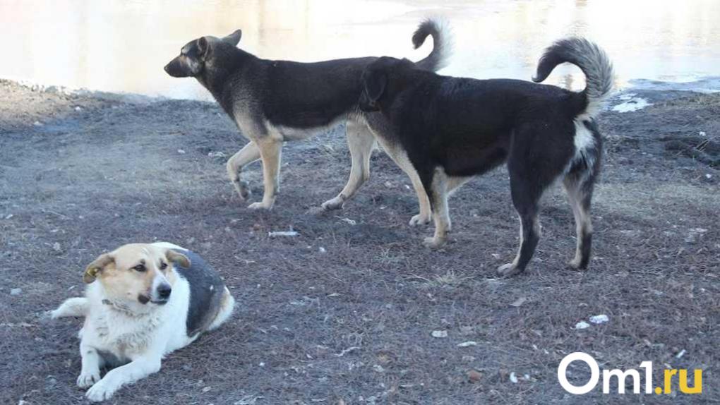 В Омской области обсуждают новый законопроект по работе с безнадзорными животными