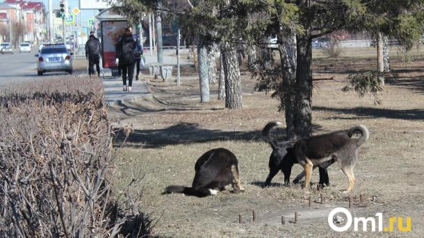 В Омском Заксобрании принят к рассмотрению законопроект о регулировании обращения с животными