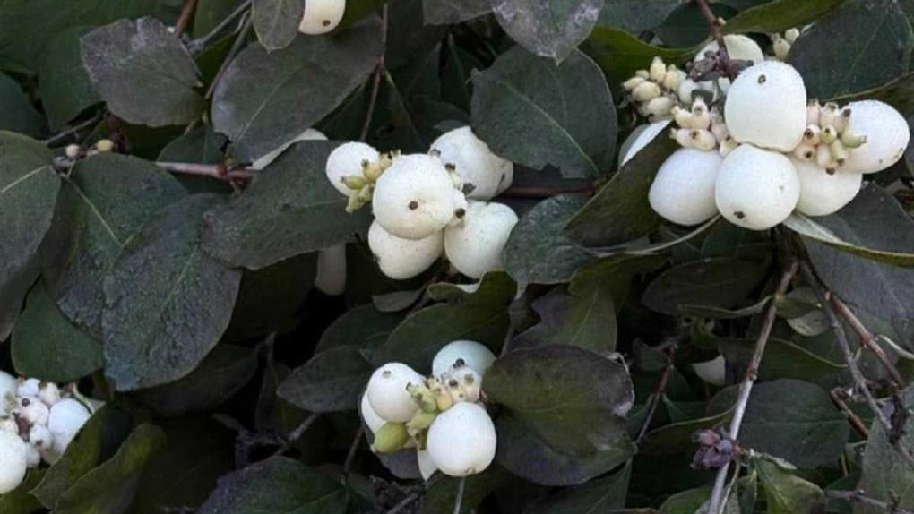 В омском дендросаду имени Гензе созрели ядовитые белые ягоды