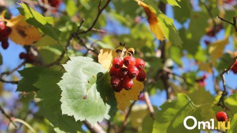 Новосибирцев ждут холодные выходные с заморозками до −11 градусов