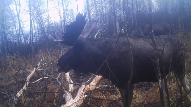 В Омской области камеры запечатлели лосей у «лесной столовой»