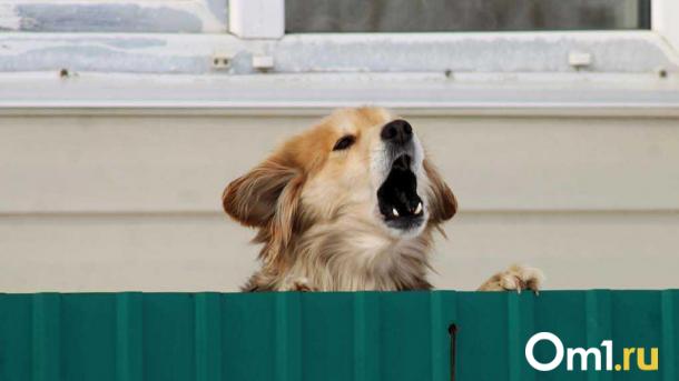 «Это настоящее предательство». Омские дачники огорчили Сергея Шелеста