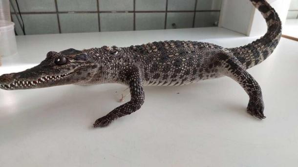 Женщину с крокодилом задержали в аэропорту Кемерова