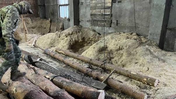 В Новосибирске «чёрные лесорубы» получили срок за вырубку 500 деревьев