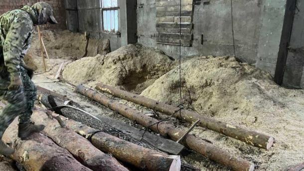 В Новосибирске «чёрные лесорубы» получили срок за вырубку 500 деревьев