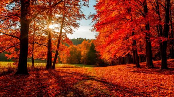 31 октября в Москве: самый дождливый день и +8°