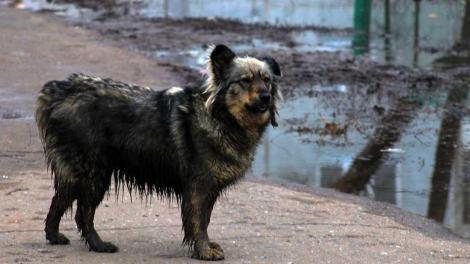 Власти Новосибирской области введут меры по контролю бездомных животных после гибели человека
