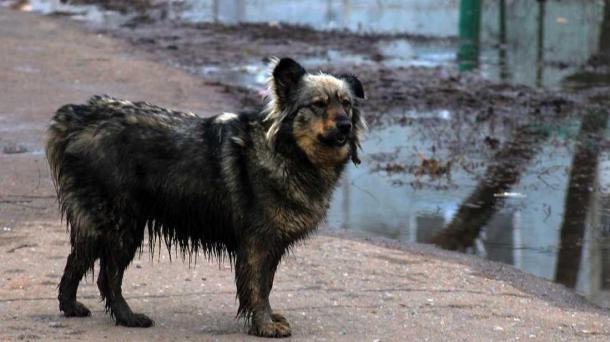 Власти Новосибирской области введут меры по контролю бездомных животных после гибели человека