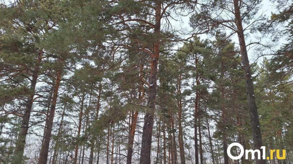 В Омске ищут подрядчика, который за 1,5 миллиона будет охранять и восстанавливать леса