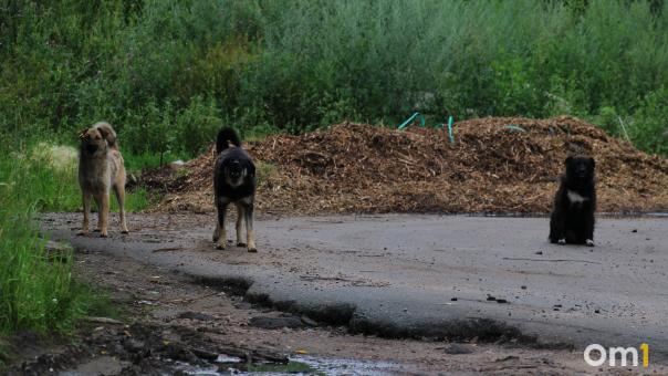 В омском водоканале повысили безопасность: собака укусила сотрудника