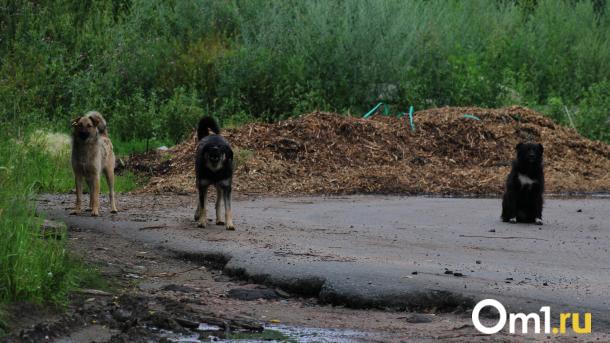 В омском водоканале повысили безопасность: собака укусила сотрудника