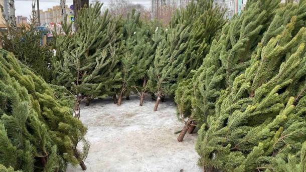 Стало известно, где будут находиться ёлочные базары в Октябрьском округе Омска